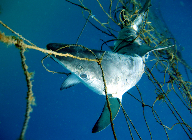 Calls to remove shark nets from Coledale, Austinmer and Thirroul